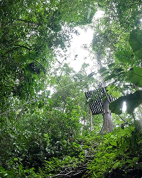Lush green forest and a treehouse